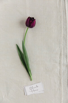 Tulip with tag name