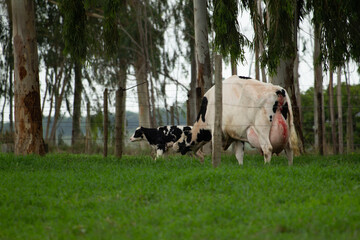 Cow, vacas, fazenda leite