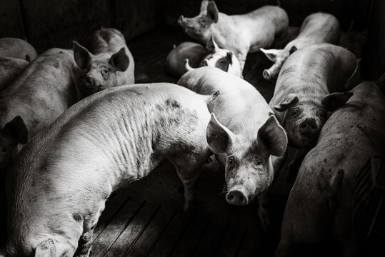 Black and white image of pigs on a farm