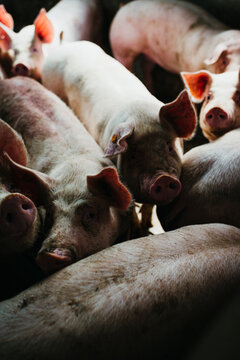 Pigs on a farm