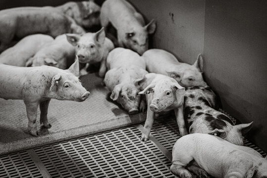 Black and white image of pigs on a farm