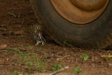 Fototapeta na wymiar litte owl, coruja escondida no pneu