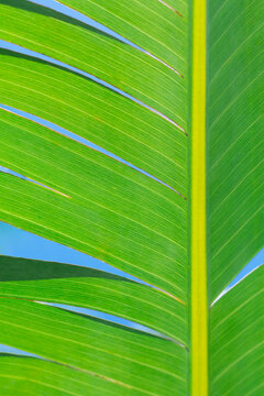 Palm leaf background