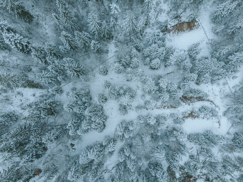 Winter Forest. 