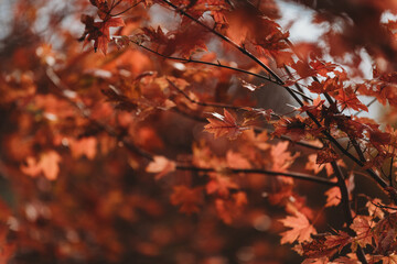 Fall leaves
