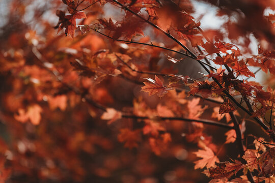 Fall leaves