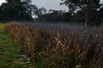Fototapeta na wymiar reeds in the morning