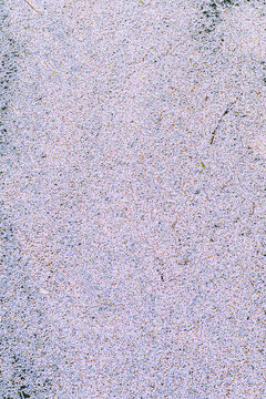 Cherry Blossom Petals Floating In Water