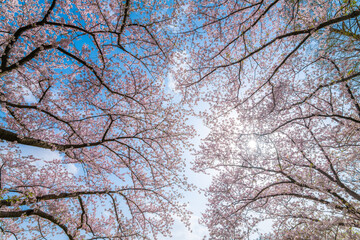 Blue Skies And Sakura Branches
