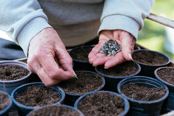 Sowing sunflower seeds