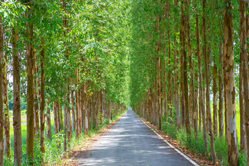 Eucalyptus is an agricultural economic plant in Thailand.