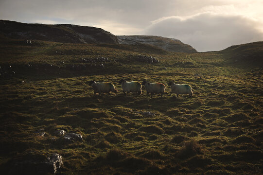 Sheep on a hillside in winter