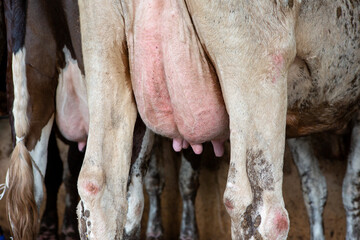 Close-up of a milk cow's udder on a farm