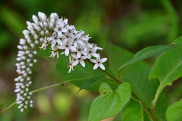 オカトラノオの白い花（埼玉県/6月）