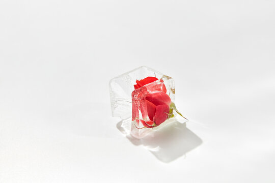 Ice cube with rose