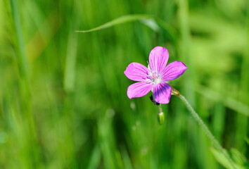 Flower marsh geranium (Geranium palustre) Sunny  June morning. Moscow region. Russia.