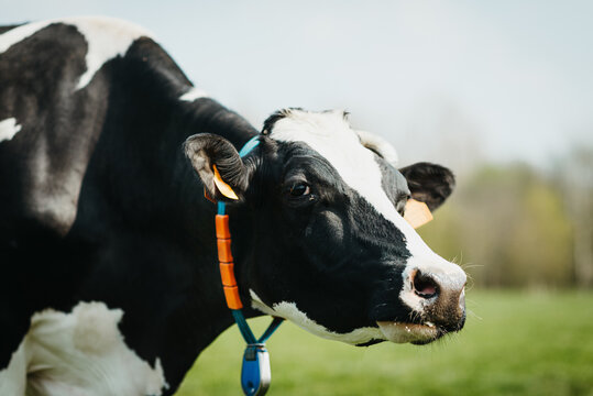 Close up of a Holstein cow