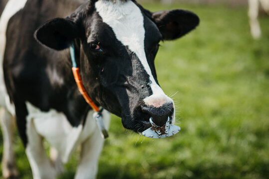 Close up of a Holstein cow with nose ring