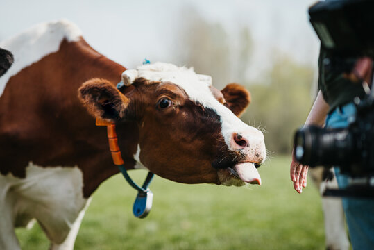 Close up of a Holstein cow trying to lick hand