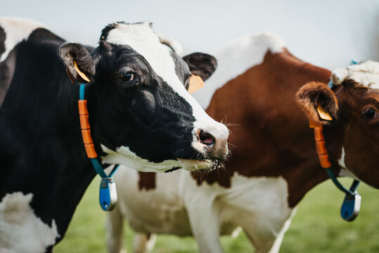 Close up of a Holstein cows