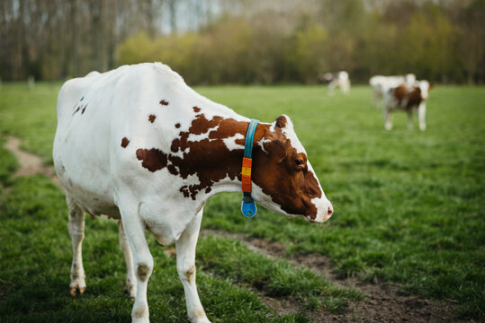 Holstein cow