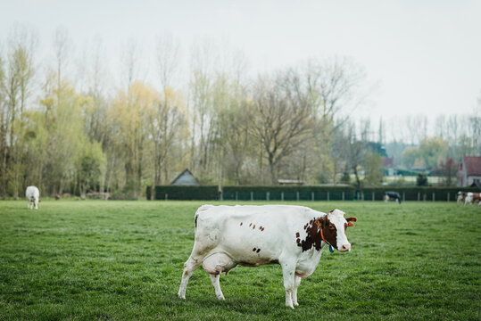 Holstein cow