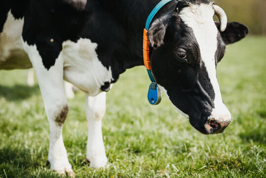 Close up of a Holstein cow