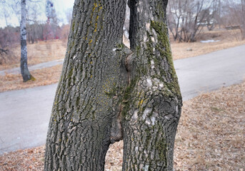 Trees connected, Two trees growing together trunks intertwined , Two trees joined. Togetherness concept