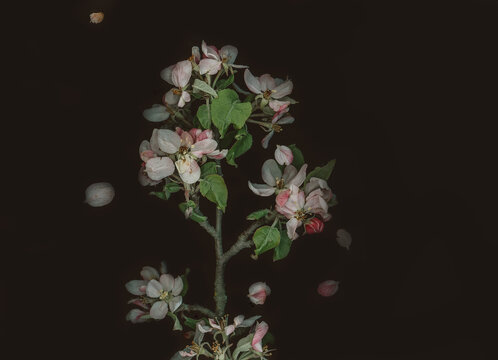 An apple tree flowers scanned