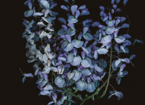 A flower of wisteria scanned