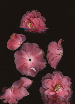 Digital Nature morte 