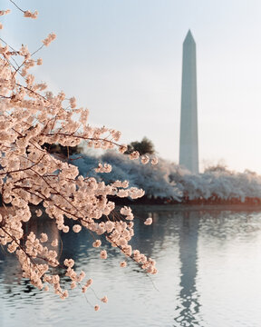 Cherry Blossoms and the Washington Monument