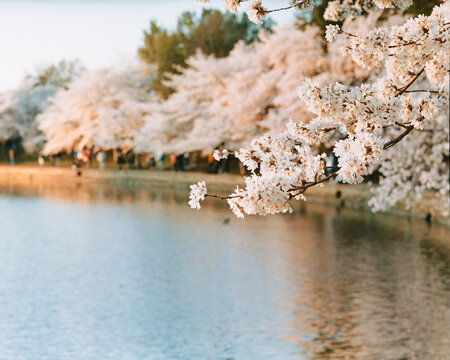 Blooming cherry blossoms along the tidal basin