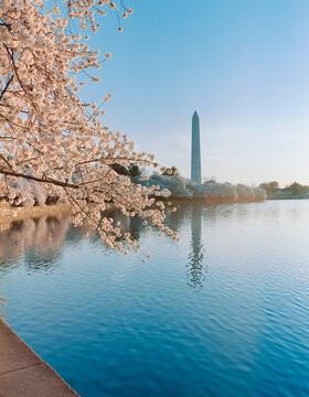 Washington DC Cherry Blossoms