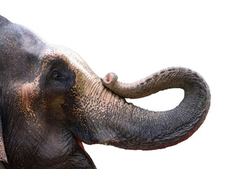 Asian elephant head close-up, isolated on white background.