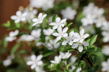 Wrightia religiosa or anting putri is a species of flowering plant in the genus Wrightia and family Apocynaceae. This species is commonly used as an ornamental plant and bonsai.
