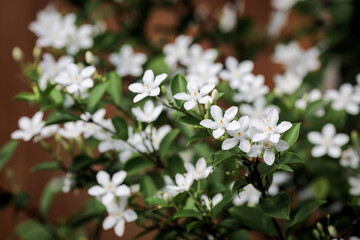 Wrightia religiosa or anting putri is a species of flowering plant in the genus Wrightia and family Apocynaceae. This species is commonly used as an ornamental plant and bonsai.