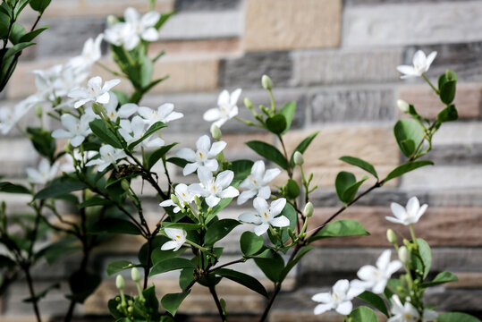 Wrightia religiosa or anting putri is a species of flowering plant in the genus Wrightia and family Apocynaceae. This species is commonly used as an ornamental plant and bonsai.