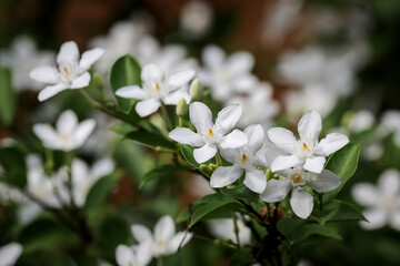 Wrightia religiosa or anting putri is a species of flowering plant in the genus Wrightia and family Apocynaceae. This species is commonly used as an ornamental plant and bonsai.
