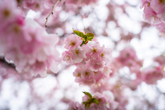 Pink Sakura Japanese Cherry Tree Blossom in Spring