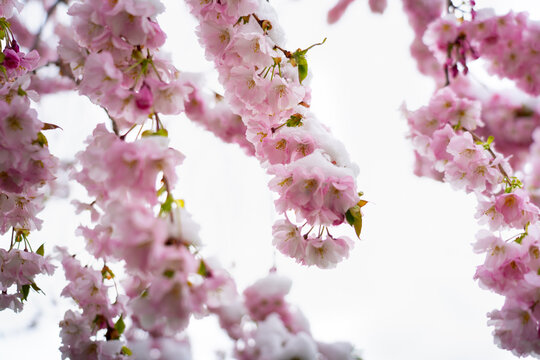 Snowy Sakura Japanese Cherry Tree Blossom in Spring