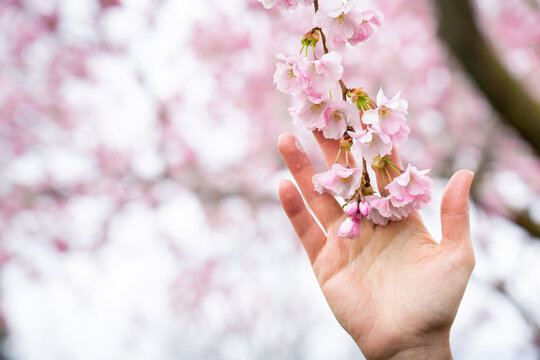 Woman Holding Sakura Japanese Cherry Tree Blossom in Spring
