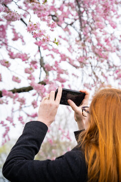 Woman Taking Photos of Sakura Japanese Cherry Tree Blossom in Spring
