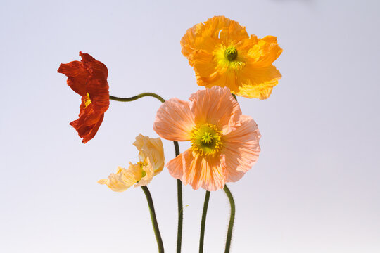 Naklejki colorful poppies portrait.