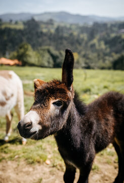 Little donkey