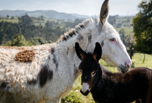 Little donkey