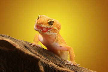Leopard Gecko on yellow background.Leopard gecko lizard, close up macro