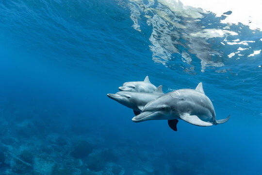 Three Bottlenose Dolphins