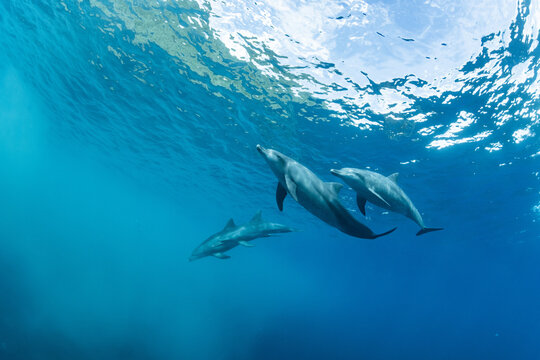 A view of three dolphins from the bottom of the water