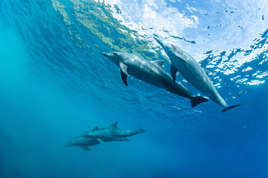 A view of three dolphins from the bottom of the water